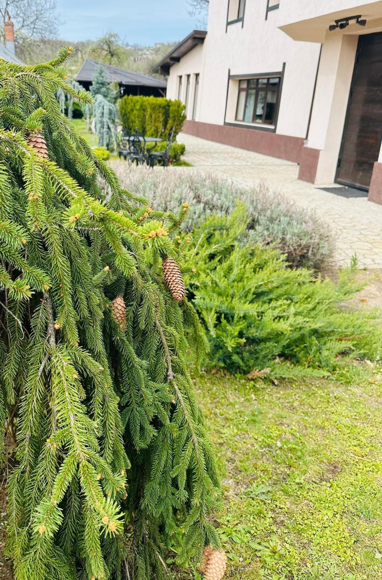 Casa Pisica Noastra Hotell Breaza  Exteriör bild